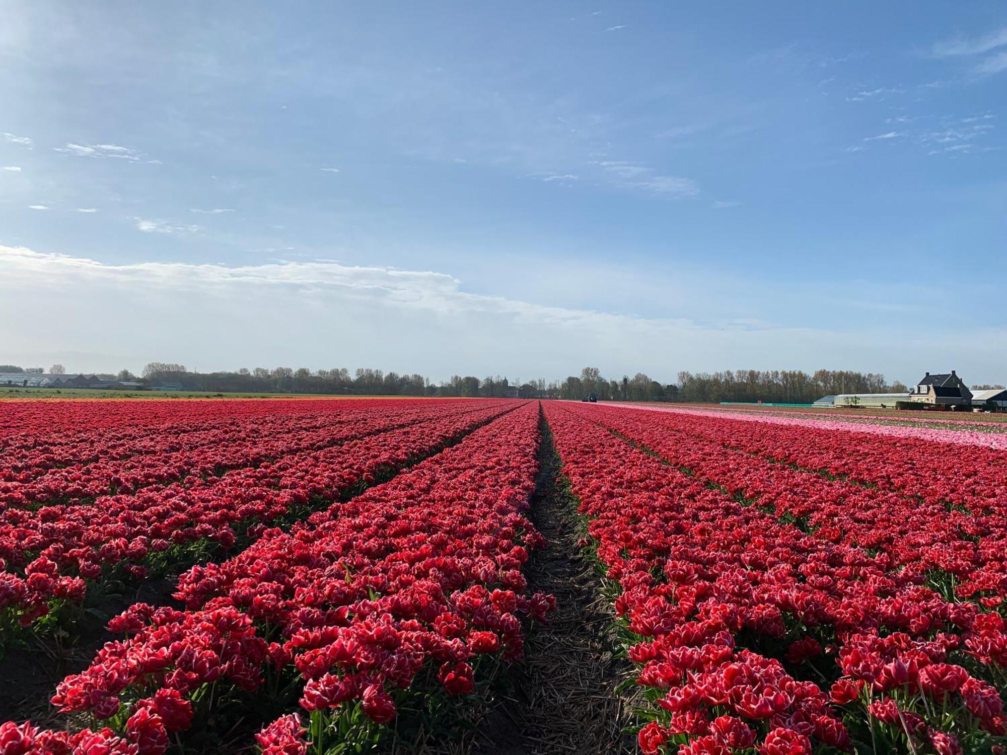 Het Oude Raadhuis Noordwijkerhout Zewnętrze zdjęcie